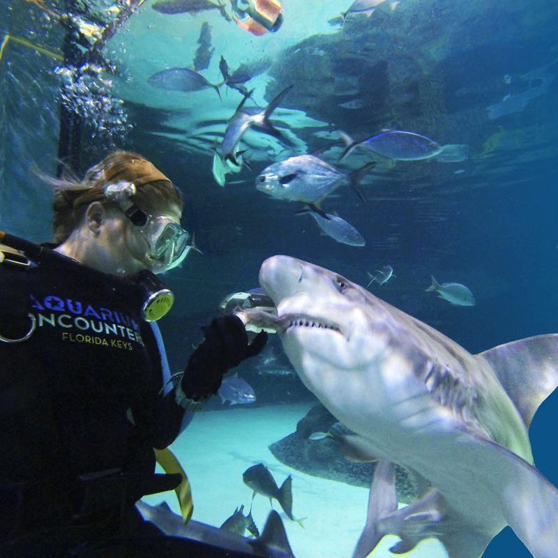 A diver beside a shark in the Coral Reef Tank at Aquarium Encounters