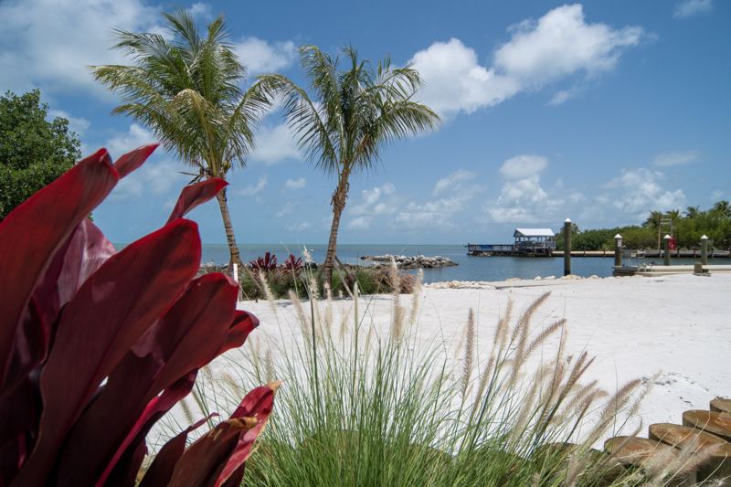 Palms and fountain grass on the private beach