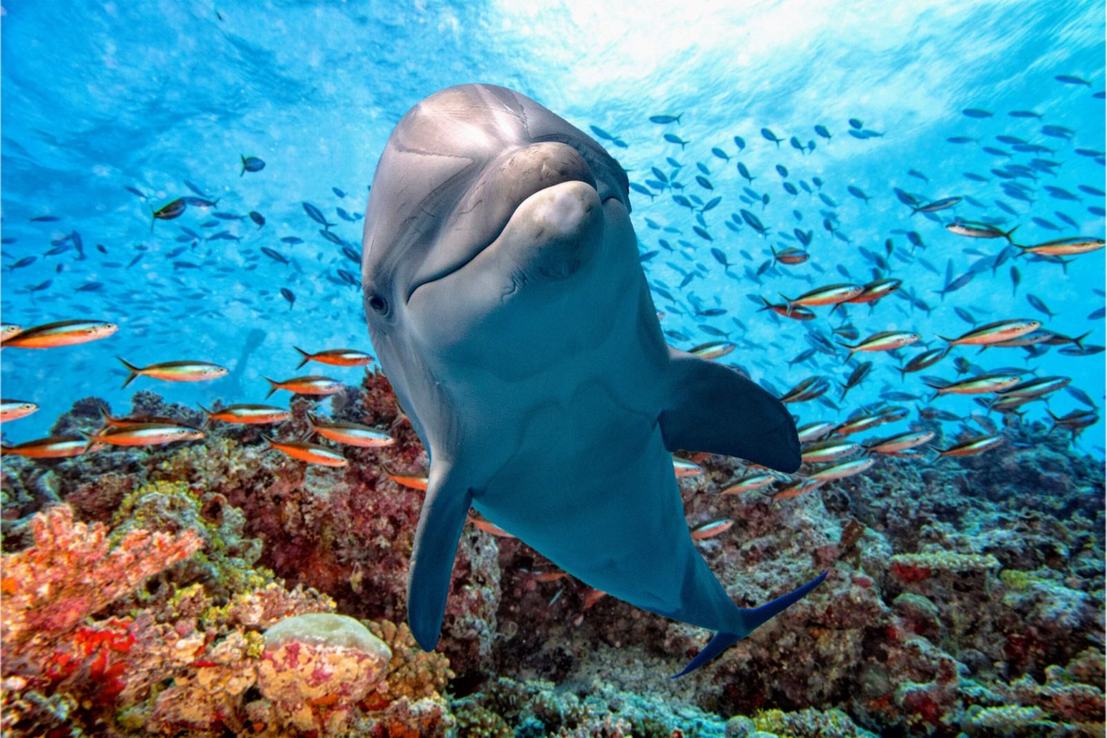Dolphin swimming over a coral reef with tropical fish