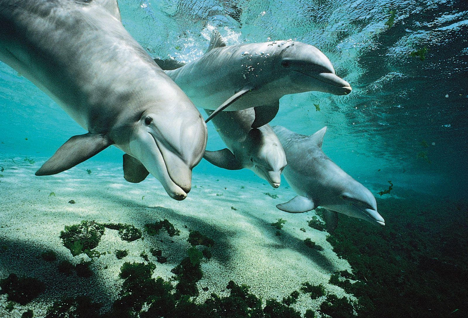 Pod of dolphins swimming underwater