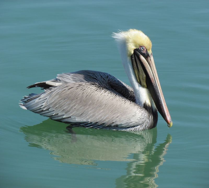 A brown pelican floating on calm water